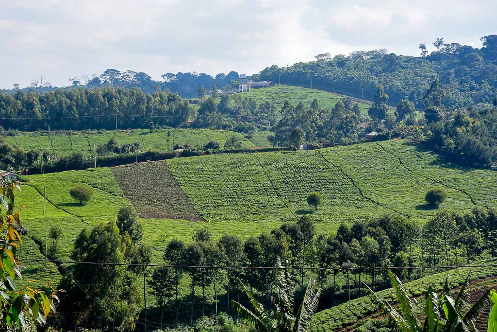 Kericho Tea Plantations