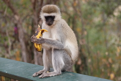 Ainabkoi Wildlife Sanctuary